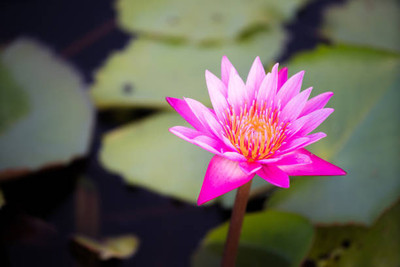 INTRA lotus,kamal gatta Seed(11 per packet)