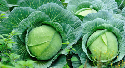 XOLDA Organic Cabbage Seed(28 per packet)