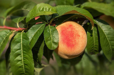 ACCELCROP Peach Fruit (Aadu) Fruit Seed(4 per packet)