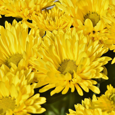 Lorvox Aster Hybrid Flower Seed(25 per packet)