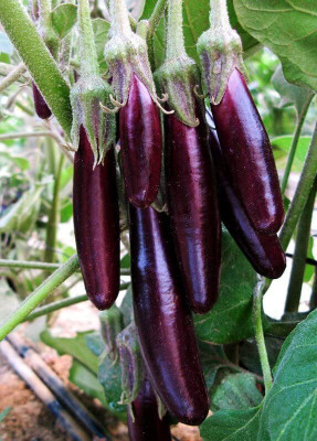 Aywal Aubergine Italian Violet Brinjal Seed(2000 per packet)