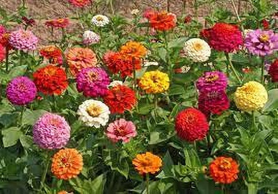 AMAJIT zinnia lilliput mix _58 Seed(58 per packet)