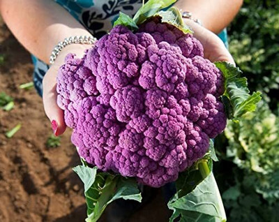 Aywal Purple cauliflower Gobi Seed(200 per packet)