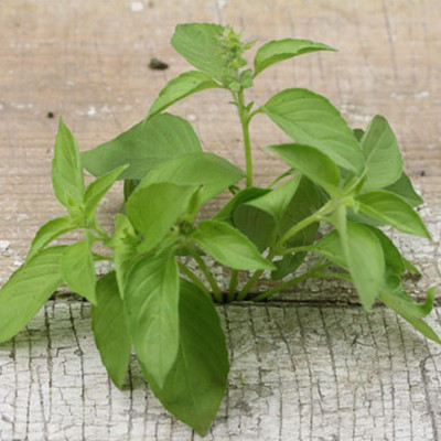 WILLVINE Heirloom Herb Seeds Greek Dwarf Basil Seeds (Ocimum basilicum)-[2000 Seeds] Seed(2000 per packet)