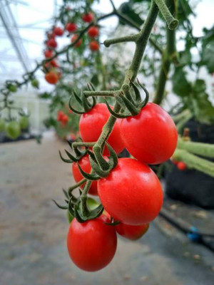 Plantzoin tomato Seed(100 per packet)
