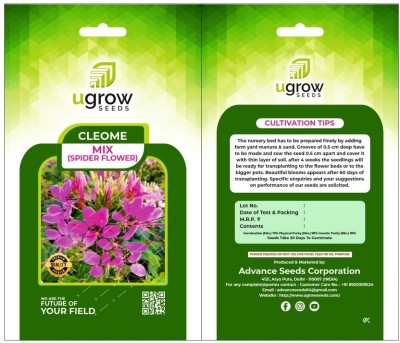 JD AGRO FL-125-MIX-CLEOME-SPIDER Seed(40 per packet)