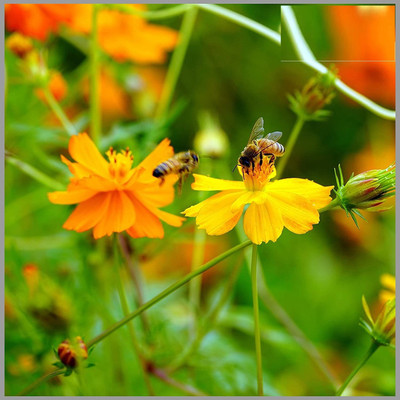 CYBEXIS VVI-89 - Cosmos Mixed Color (Mexican Aster) Flower - (90 Seeds) Seed(90 per packet)