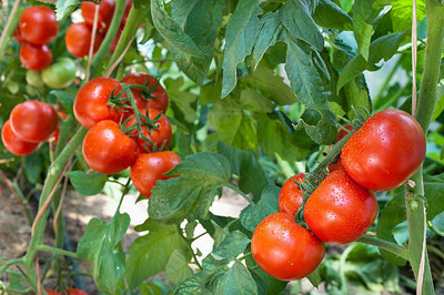 Avysa tomato Seed(90 per packet)