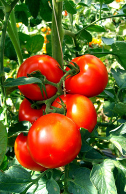 VRAKSHA PONDEROSA RED TOMATO Seed(2000 per packet)