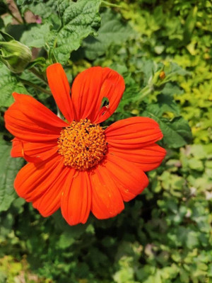 Quentova Tithonia Flower-SWAT-5J Seed(75 per packet)