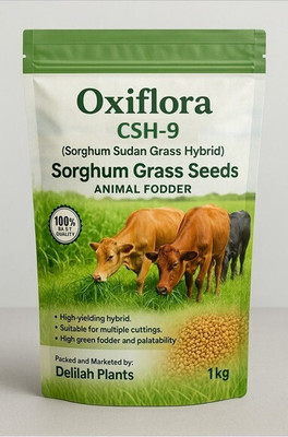 Oxiflora White Sorghum seeds CSH-9 German variety, Multicut Sweet Grass For Animal Seed(1 kg)