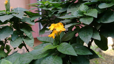 URRO kanakambaram-firecracker-crossandra Seed(26 per packet)