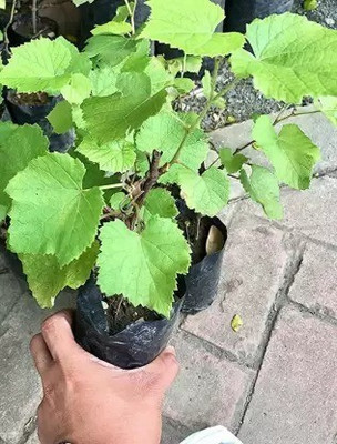 Aro Grapes Fruit, Black Grapes Seed(79 per packet)