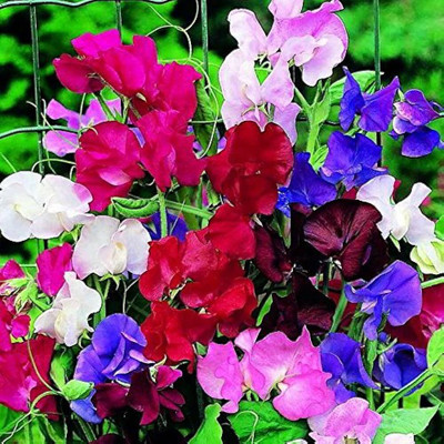 Infintegreen Sweet Peas flower Seed(100 per packet)