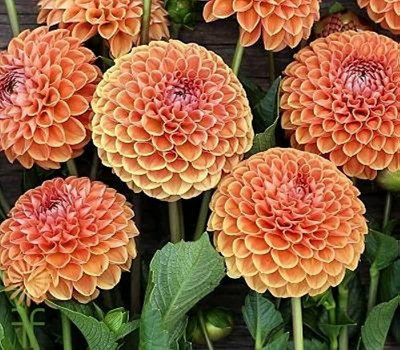 ibains Dahlia bulbs seed Seed(76 per packet)