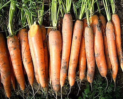 CYBEXIS Carrot Early Nantes 2 (Daucus Carota)4000 Seeds Seed(4000 per packet)