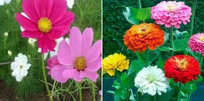 MAA A Cosmos Sensation23 Seed(44 per packet)