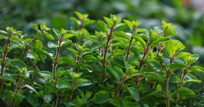 XOLDA Organic marjoram herb Seed(32 per packet)