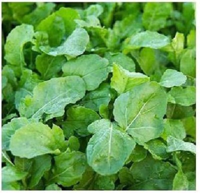 VibeX LX-64 - Arugula Astro - (250 Seeds) Seed(250 per packet)