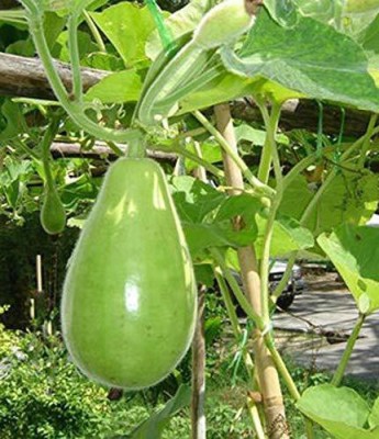 KANAYA Round Bottle Gourd Lauki Hybrid Vegetable Seed(125 per packet)