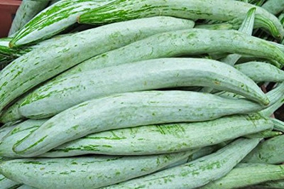 Qualtivate GBPT-2A High Yield Snake Gourd Seed(25 per packet)