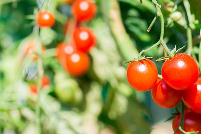 seedkart tomato Seed(130 per packet)