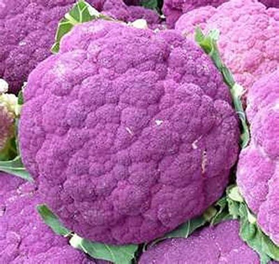 Qualtivate PUAS-8A Cauliflower - Sicilian Violet Seed(300 per packet)