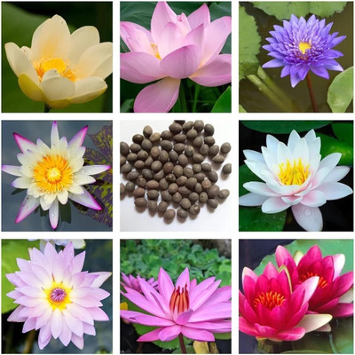 DEYS AGRO ™ night blooming lotus seed,kamal flower mix colour japanese bonsai bowl lotus Seed(40 per packet)
