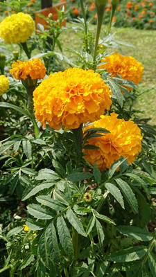 VenHub marigold/gende ka phool flower seeds Seed(75 per packet)