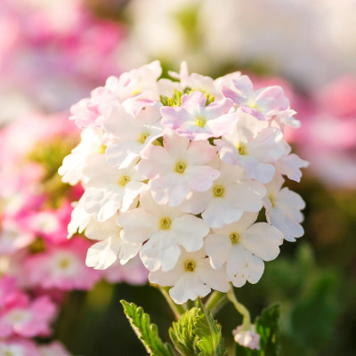 ORAKLE Verbena White Flower Seed(80 per packet)