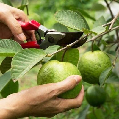 Aywal Guava Seed(15 per packet)