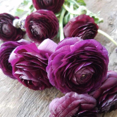 Epazo Ranunculus Flower Bulbs Mix Colour Seed(1 per packet)