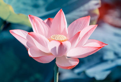 megoodluk lotus,kamal gatta Seed(11 per packet)