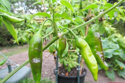 DEYS AGRO ™ hybrid chilli seeds,hot chilli Seed(170 per packet)