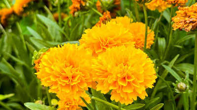 ALPHONSO MANGO TREE marigold/gende ka phool flower seeds Seed(50 per packet)