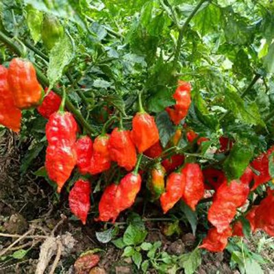 CYBEXIS Rare Extremely Spicy Eastern Hot Chilli Seeds1200 Seeds Seed(1200 per packet)