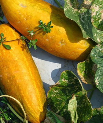 Qualtivate HYB-3A Yellow Indian Cucumber or Sambar Cucumber Seed(300 per packet)