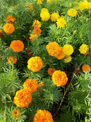 BULKY TRADE marigold/gende ka phool flower seeds Seed(75 per packet)