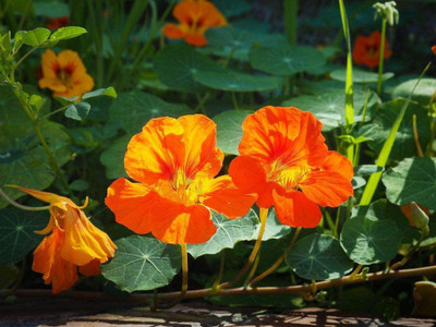 CYBEXIS Garden Nasturtium Orange Glow Flower Seeds Seed(50 per packet)