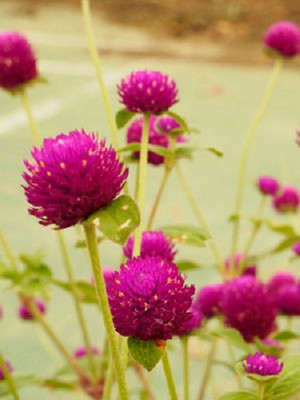 STARKC Gomphrena globosa Seed(80 per packet)