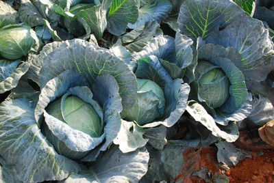 WILLVINE SYN -VI Cabbage Late Green Heirloom [25g] Seed(7500 per packet)
