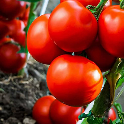 Dbbrothers tomato seeds, hybrid tomato seeds for plant pack of 59 Seed(59 per packet)