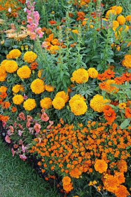 Abamec marigold,gende ka phool seeds Seed(21 per packet)