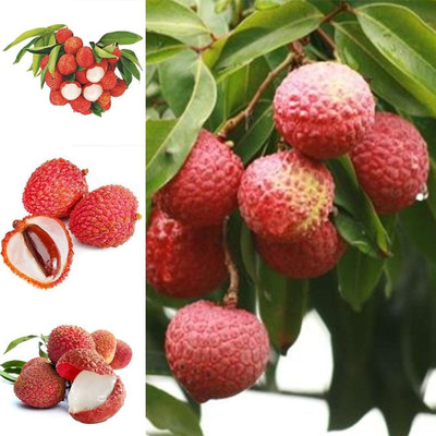 Aywal Lychee Fruit Hybrid Seed(3 per packet)