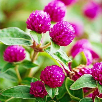 Floral Treasure Gomphrena Magenta, Vada Mulla Flower Seed(20 per packet)