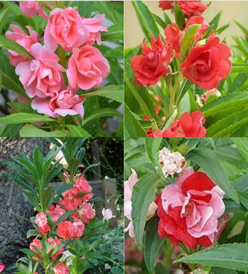 ibains Balsam seeds beez 70 Seed(70 per packet)