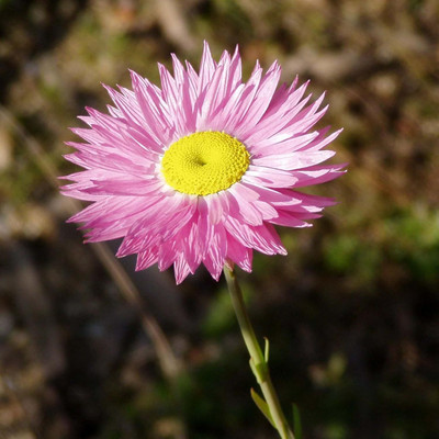 Qualtivate GBPUT-87 F1 Hybrid Daisy Seeds Seed(50 per packet)