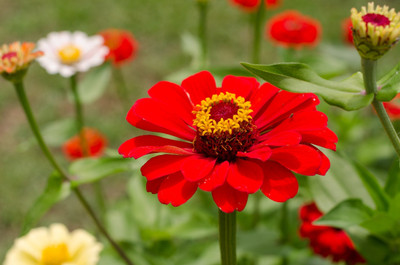 GREENSEA Colorful Zinnia Seed(46 per packet)