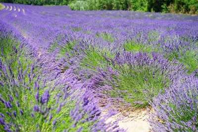 CYBEXIS LX-81 - English Lavender Lavandula - (2250 Seeds) Seed(2250 per packet)
