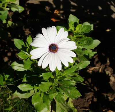 Epazo DIMORPHOTHECA WHITE OPEN POLLINATED Seed(90 per packet)